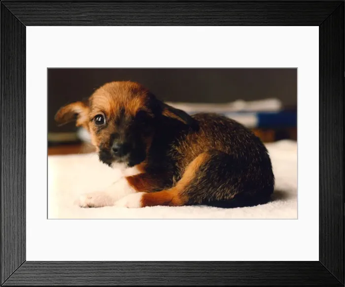 Framed Print : A very cute puppy