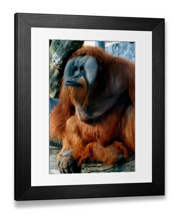 Framed Print : Animals - wild - monkeys - apes - orang-outan orangoutan Adam the Orang-utan sits