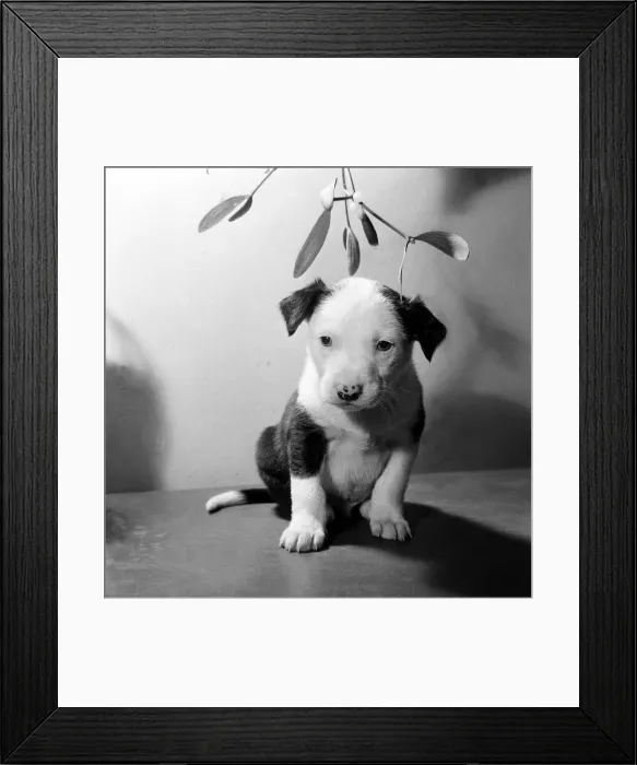 Framed Print : Animals - Dogs - Christmas Puppy at the PDSA sitting under the mistletoe Framed Print : Animals - Dogs - Christmas Puppy at the PDSA sitting under the mistletoe
