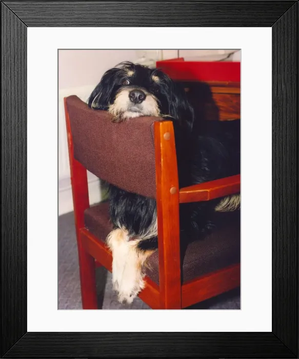 Framed Print : Jed the mongrel who prefers a chair to the floor Framed Print : Jed the mongrel who prefers a chair to the floor
