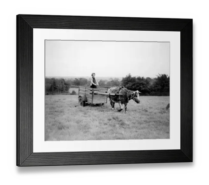 Framed Print : A member of the Land Army driving a oxen cart Women fulfilling Mens work duties