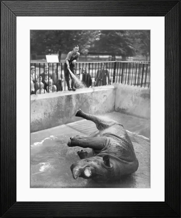 Framed Print : Lorna. rhino at London Zoo has daily shower- keeper Harry Dean. 025560 / 4 Framed Print : Lorna. rhino at London Zoo has daily shower- keeper Harry Dean. 025560 / 4