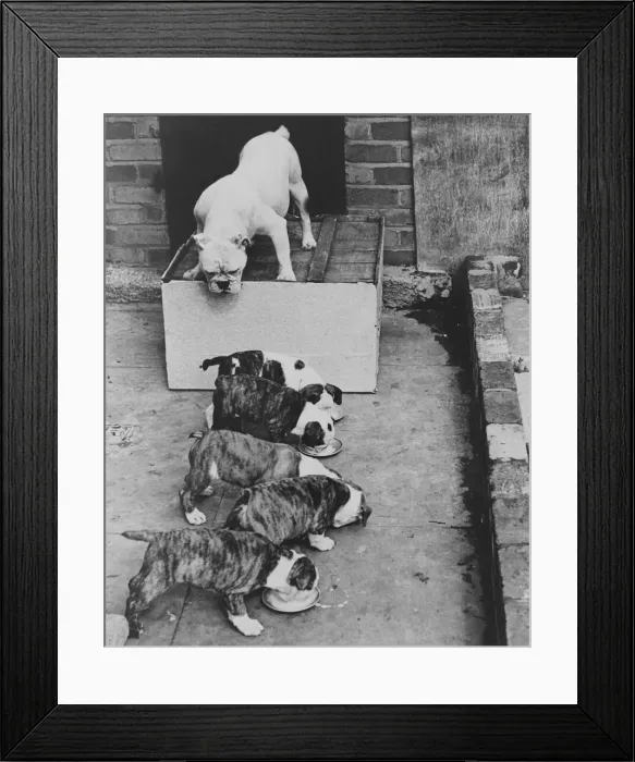 Framed Print : Bess, bulldog with her pups - owned by Mr J Townsend, Birmingham Jack 2 / 9 / 1951 Framed Print : Bess, bulldog with her pups - owned by Mr J Townsend, Birmingham Jack 2 / 9 / 1951