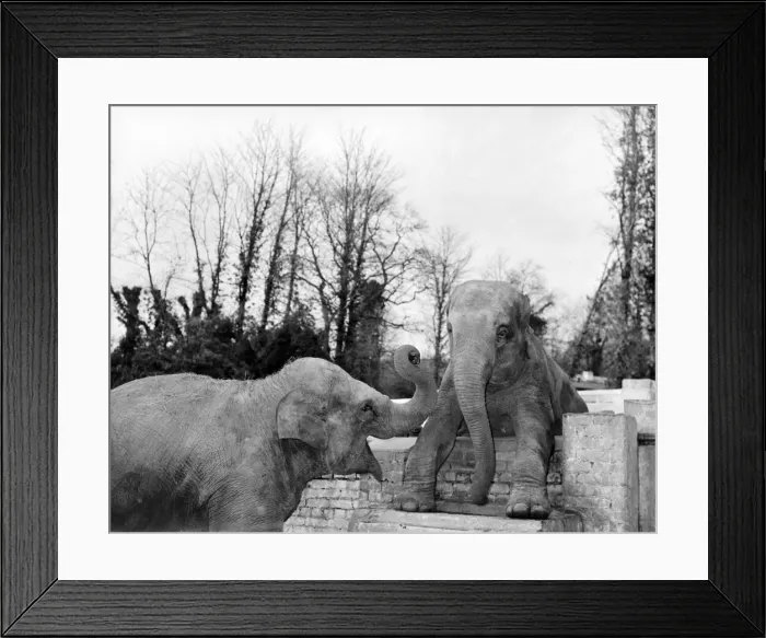 Framed Print : two Elephants at Frimley Zoo Devon Miss Jumbo and Miss Hosbie