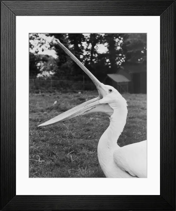 Framed Print : Pelican at Paighton Zoo Devon had 38 stitches in his pouch after injuring it during his