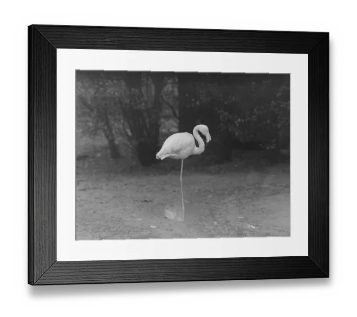 Framed Print : wet weather scenes at London Zoo Freddy the flamingo DM 15  /  3  /  1951 Staff