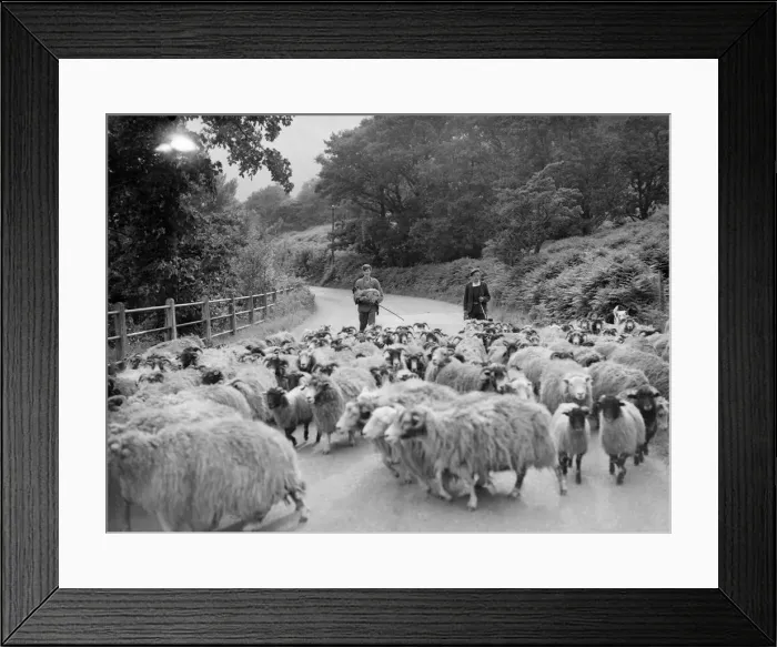Framed Print : George Wilson a shepherd of Glen ridding, Penrith brings an injured lamb back home Framed Print : George Wilson a shepherd of Glen ridding, Penrith brings an injured lamb back home