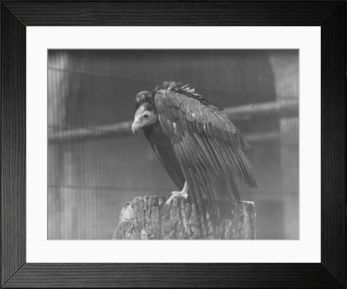 Framed Print : wet weather scenes at London Zoo Vulture DM 15  /  3  /  1951 Staff Photo F W