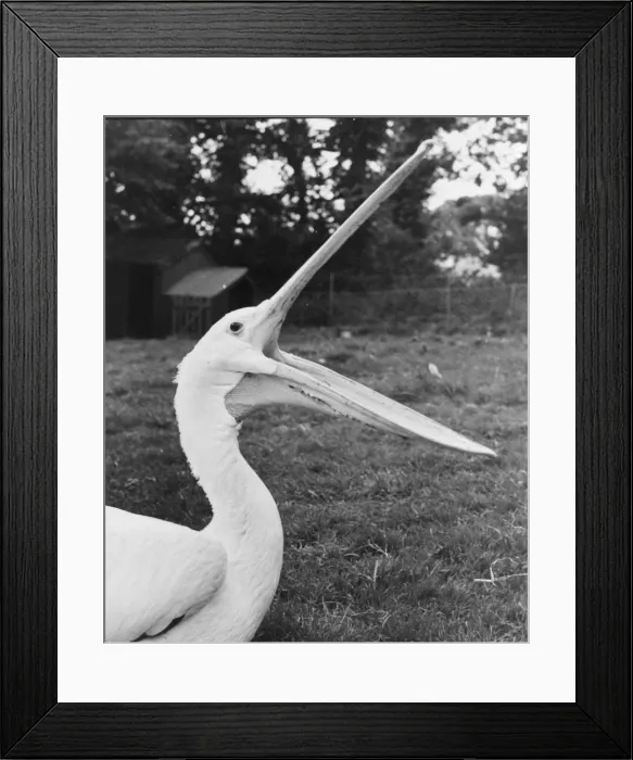 Framed Print : Pelican at Paignton Zoo, Devon had 38 stitches in his pouch after injuring it during his Framed Print : Pelican at Paignton Zoo, Devon had 38 stitches in his pouch after injuring it during his
