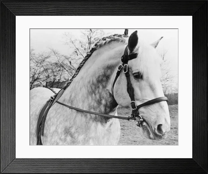 Framed Print : British Percheron Horse Society Show at Histon, Cambridge. 1 / 3 / 1951 B1012 / 1 Framed Print : British Percheron Horse Society Show at Histon, Cambridge. 1 / 3 / 1951 B1012 / 1