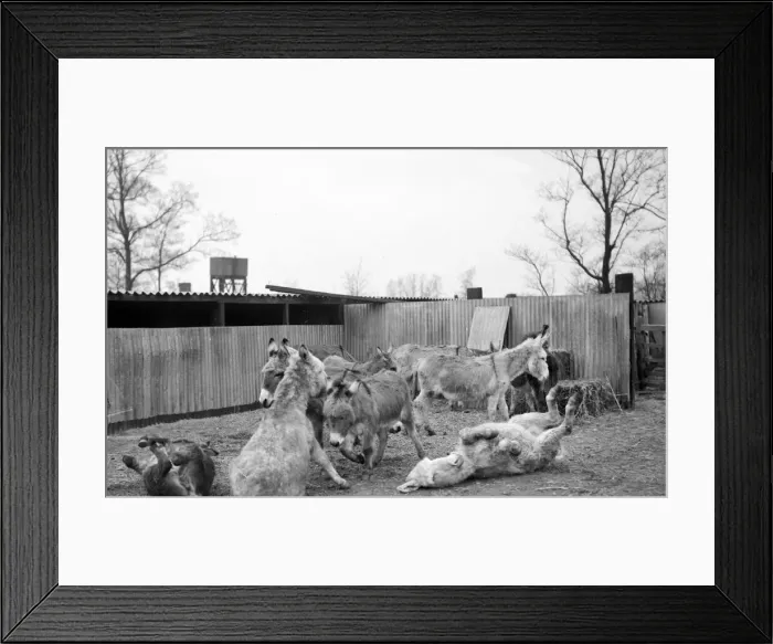 Framed Print : Irish donkeys due for export to Italy. 2 / 3 / 1952 C1074 Framed Print : Irish donkeys due for export to Italy. 2 / 3 / 1952 C1074