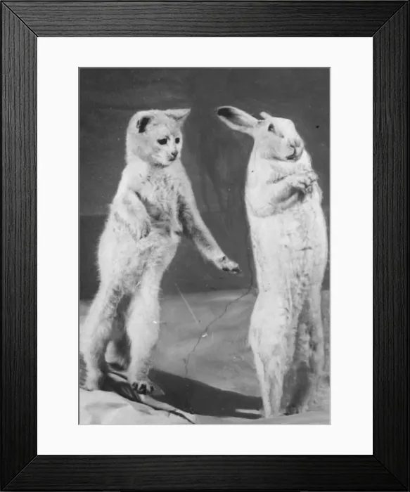Framed Print : Cat and Rabbit jumping (original plate) XP00 XP20 C1152  /  30