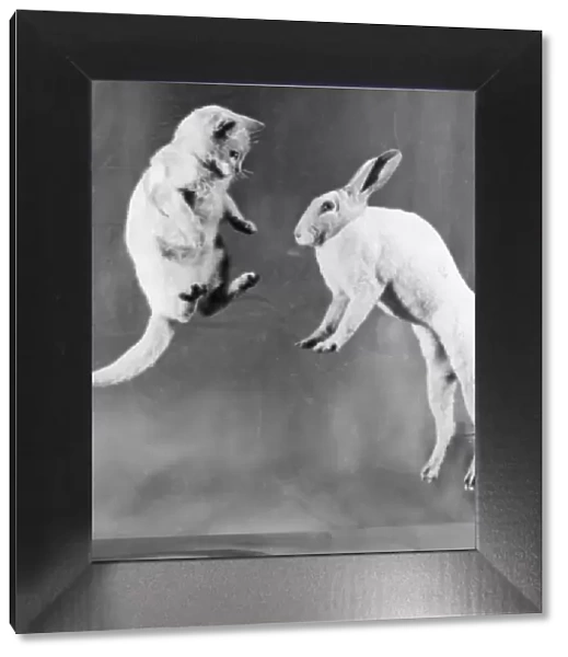Cat and rabbit jumping C1152  /  25