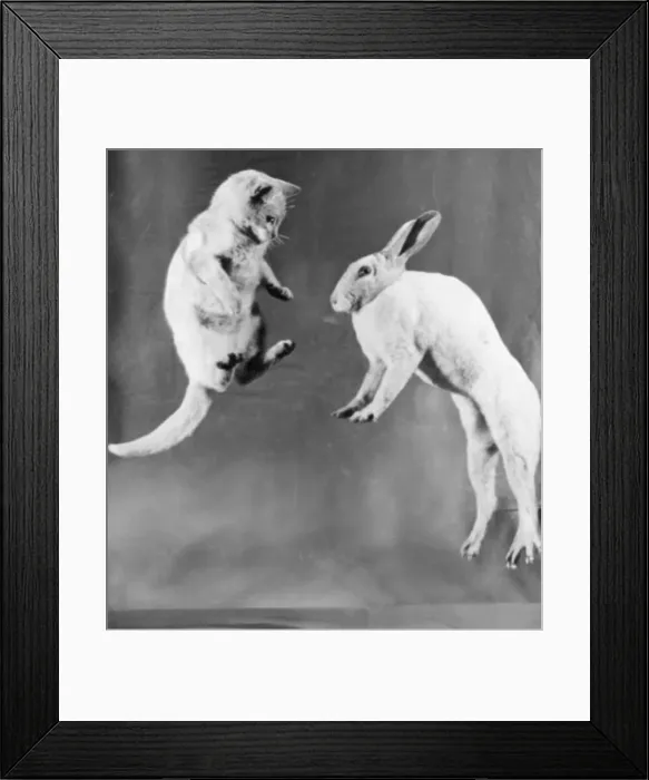 Framed Print : Cat and rabbit jumping C1152 / 25 Framed Print : Cat and rabbit jumping C1152 / 25
