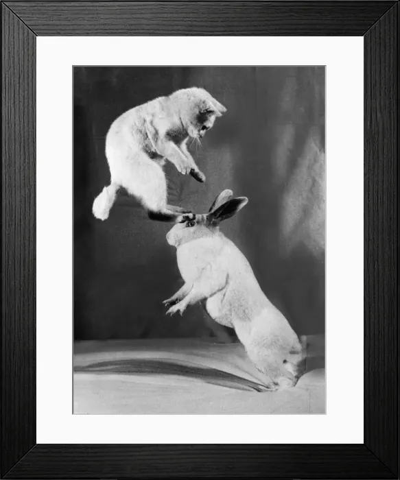 Framed Print : Cat and Rabbit jumping C1152 / 26 Framed Print : Cat and Rabbit jumping C1152 / 26