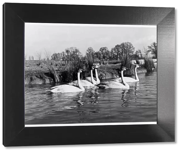Canadian Trumpter swans presented to the Queenat the Severn WildFowl Trust, Sunbridge