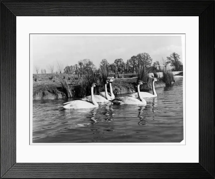 Framed Print : Canadian Trumpter swans presented to the Queenat the Severn WildFowl Trust, Sunbridge Framed Print : Canadian Trumpter swans presented to the Queenat the Severn WildFowl Trust, Sunbridge