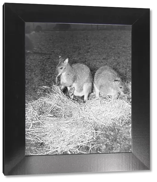 Zoo -- Kangaroos March 1952 C1160  /  1