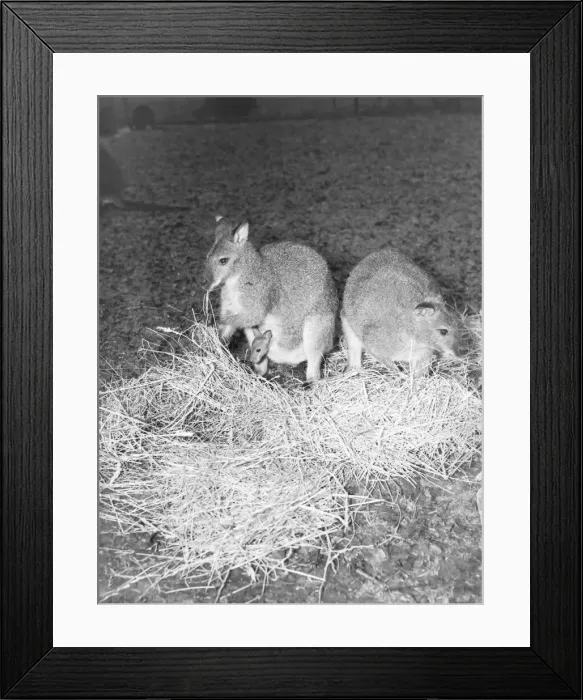Framed Print : Zoo -- Kangaroos March 1952 C1160 / 1 Framed Print : Zoo -- Kangaroos March 1952 C1160 / 1