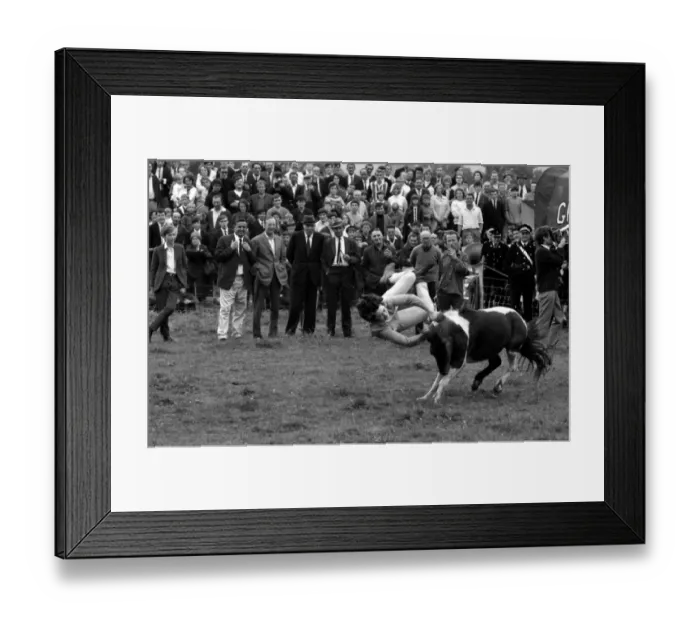 Framed Print : Comeptitiors riding bullocks and ponies watched by a large crowd during the Llangollen Framed Print : Comeptitiors riding bullocks and ponies watched by a large crowd during the Llangollen