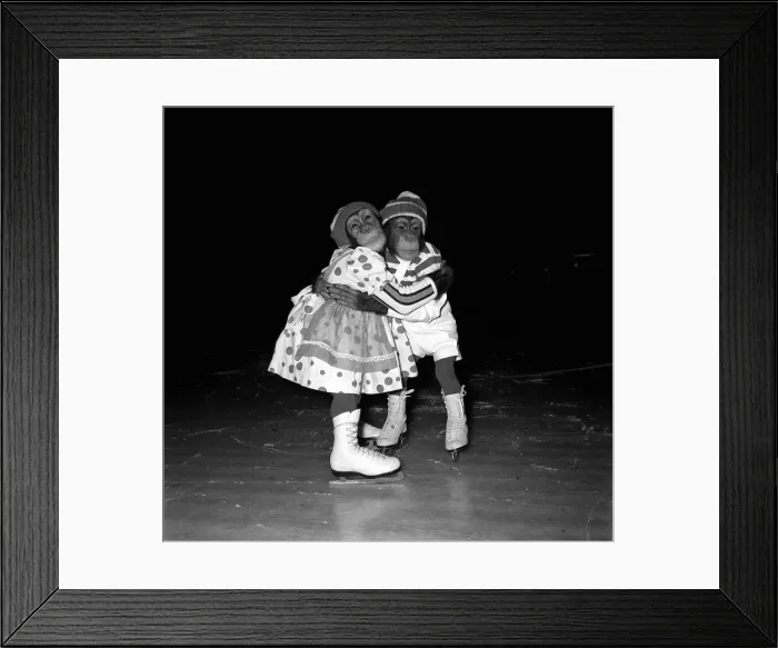 Framed Print : Chimpanzee skating stars who will appear in the Ice Show Around the World in Eighty Days Framed Print : Chimpanzee skating stars who will appear in the Ice Show Around the World in Eighty Days