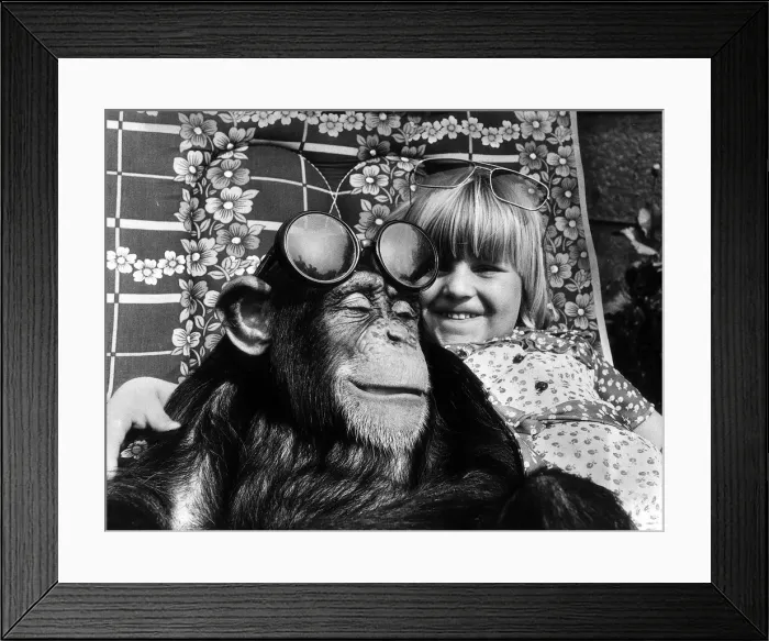 Framed Print : Kimberley Clarke meets Judy The Chimpanzee, July 1978 Framed Print : Kimberley Clarke meets Judy The Chimpanzee, July 1978