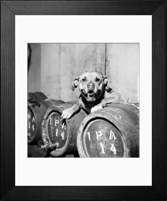 Framed Print : Boxer. February 1953 D998 Framed Print : Boxer. February 1953 D998