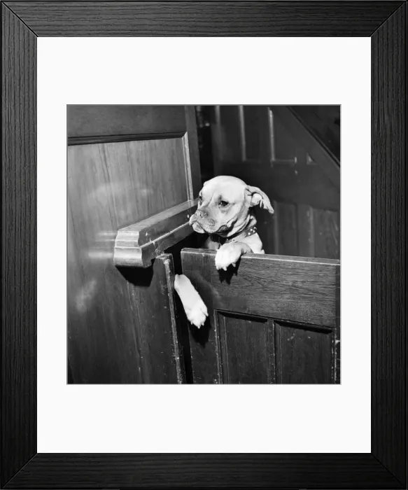 Framed Print : Boxer. February 1953 D998-003 Framed Print : Boxer. February 1953 D998-003