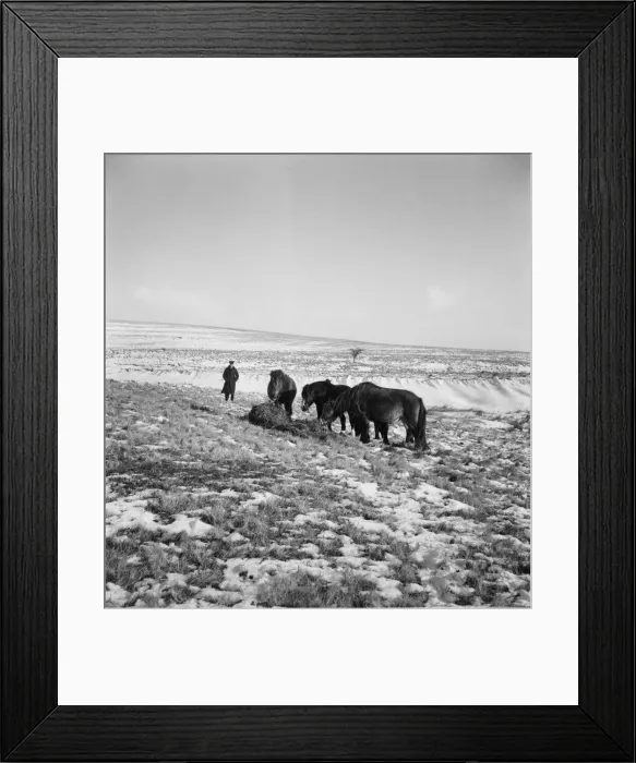 Framed Print : Welsh Ponies grazing in the fields after a heavy snowfall. December 1952 C6064-006
