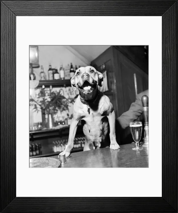 Framed Print : Boxer. February 1953 D998-001 Framed Print : Boxer. February 1953 D998-001