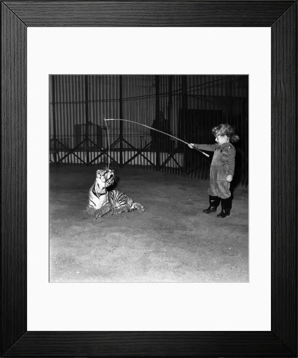 Framed Print : Alexis Kerr with tiger cub. Decemeber 1952 C6025 Framed Print : Alexis Kerr with tiger cub. Decemeber 1952 C6025