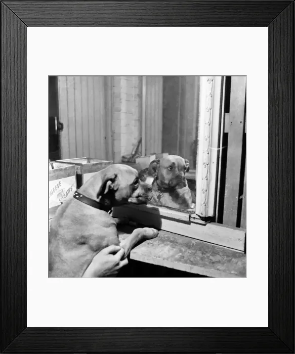 Framed Print : Boxer. February 1953 D998-002 Framed Print : Boxer. February 1953 D998-002