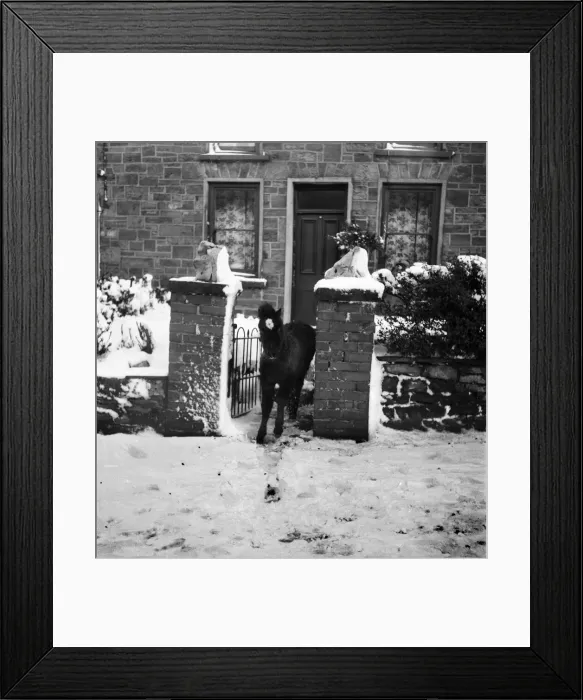 Framed Print : Welsh Ponies at a country cottage in winter. December 1952 C6064-005