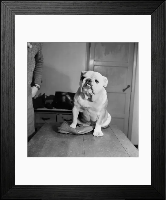 Framed Print : I m the Junior all England Champion, in fact at the last Cruft Framed Print : I m the Junior all England Champion, in fact at the last Cruft