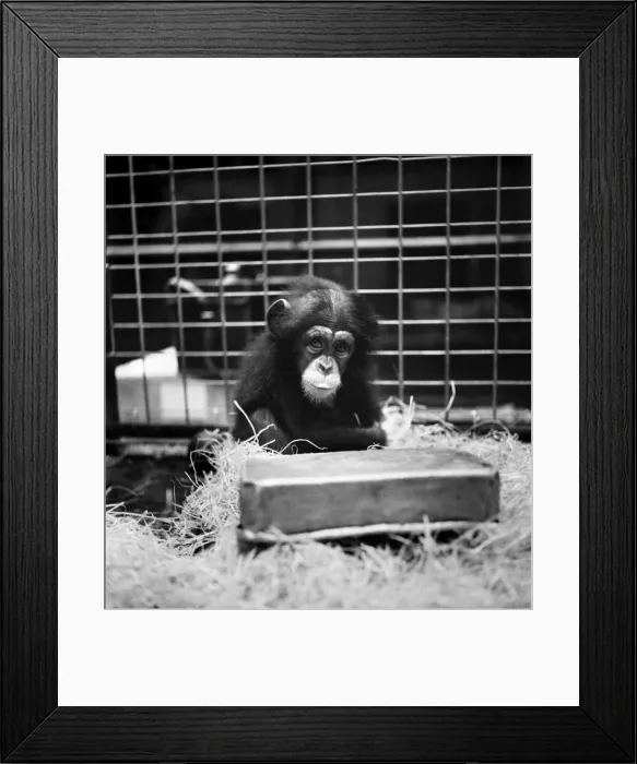 Framed Print : Baby Chimpanzee, everything is being done for her of course