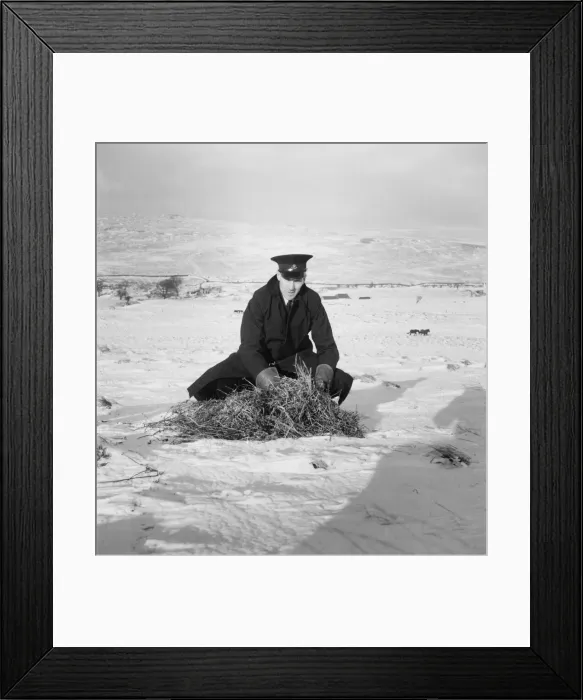 Framed Print : RSPCA worker gathering straw for ponies during a heavy winter snowfall Framed Print : RSPCA worker gathering straw for ponies during a heavy winter snowfall