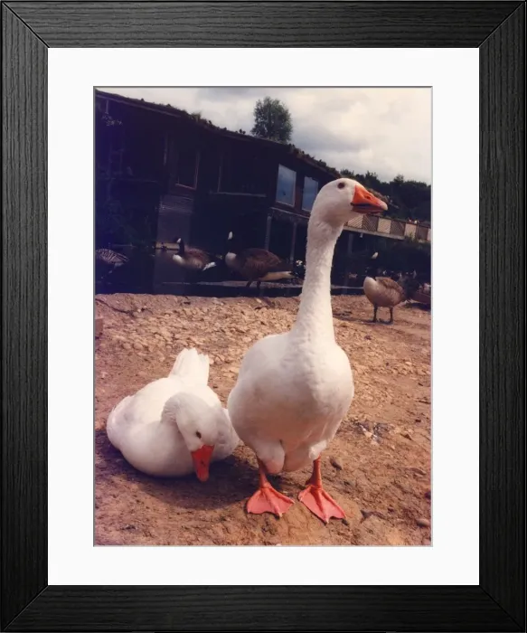 Framed Print : A pair of domestic geese Framed Print : A pair of domestic geese
