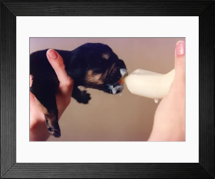 Framed Print : Some puppies just won t give up the bottle Framed Print : Some puppies just won t give up the bottle