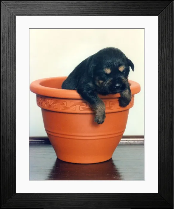 Framed Print : This cute puppy likes sleeping in a plant pot