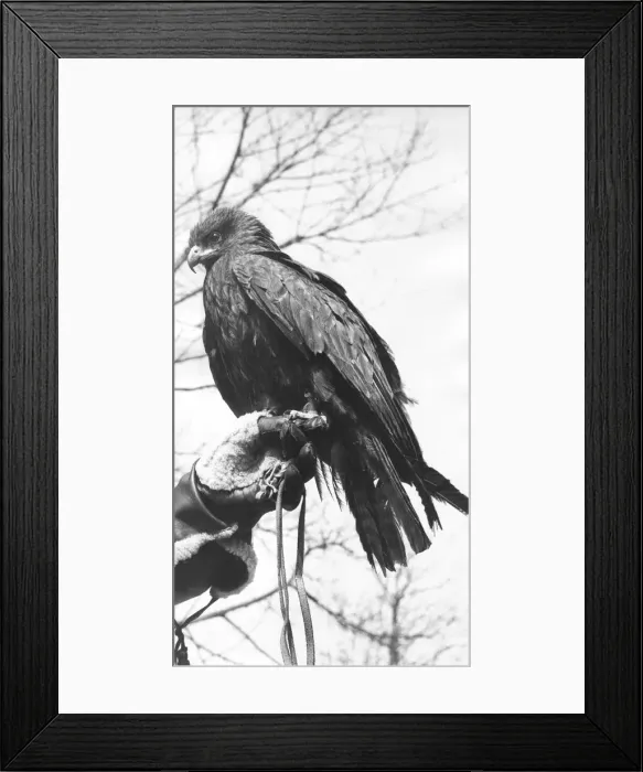 Framed Print : An Indian Buzzard bird of prey Framed Print : An Indian Buzzard bird of prey