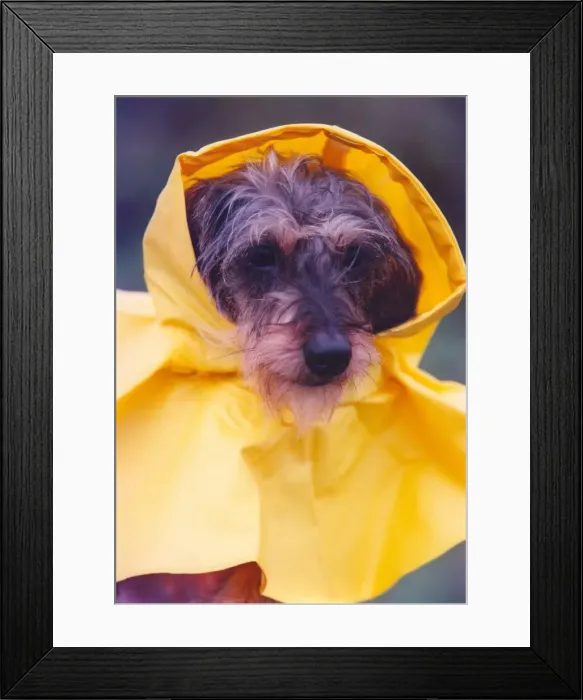 Framed Print : Toffy the miniture Dachshund modeling her new raincoat Framed Print : Toffy the miniture Dachshund modeling her new raincoat