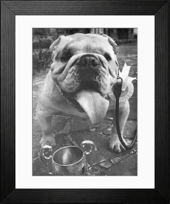 Framed Print : A prize winning British Bulldog Framed Print : A prize winning British Bulldog