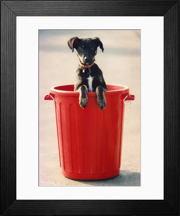 Framed Print : Binny the puppy who likes playing in bins Framed Print : Binny the puppy who likes playing in bins