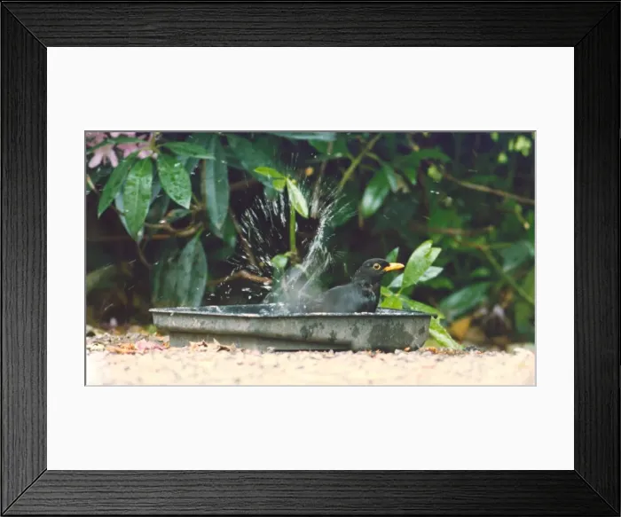 Framed Print : A blackbird bathing in a tin tray Framed Print : A blackbird bathing in a tin tray