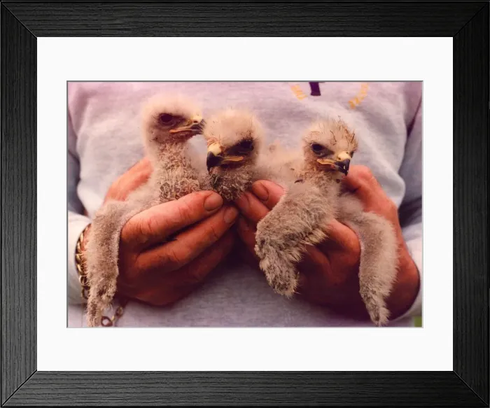 Framed Print : Three South African Jackal Buzzard chicks