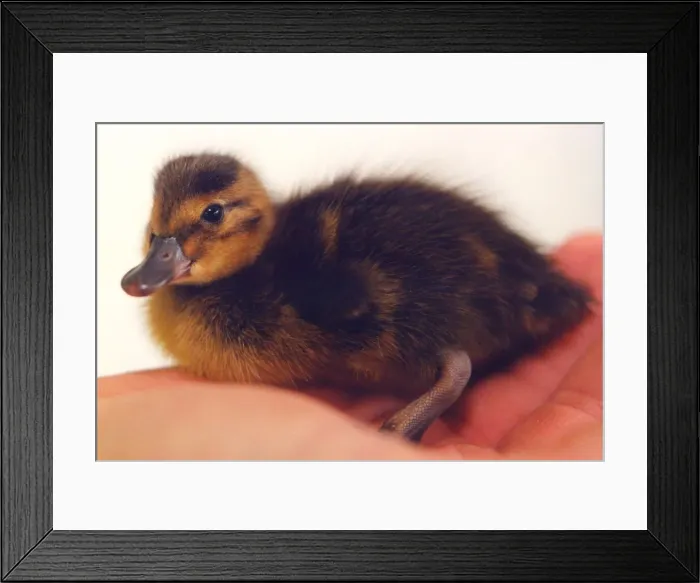 Framed Print : A young duckling