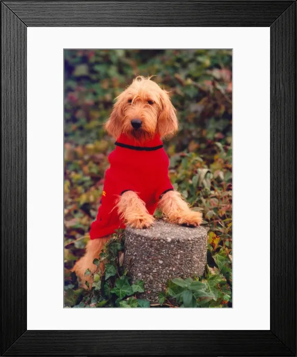 Framed Print : Saffi the Basset Fauve De-Breietagne modeling her new coat