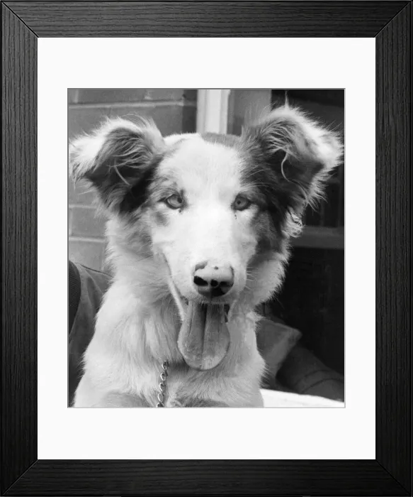 Framed Print : A young Border Collie cross who is cross-eyed Framed Print : A young Border Collie cross who is cross-eyed