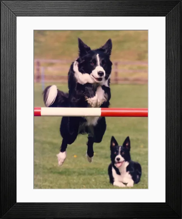 Framed Print : Agility dog Ginny, takes one of the jumps at Beamish Museum