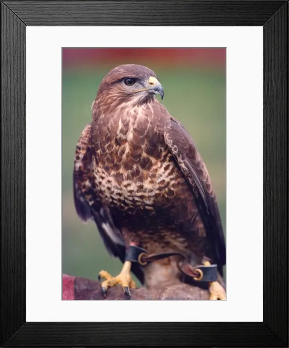 Framed Print : A buzzard bird of prey